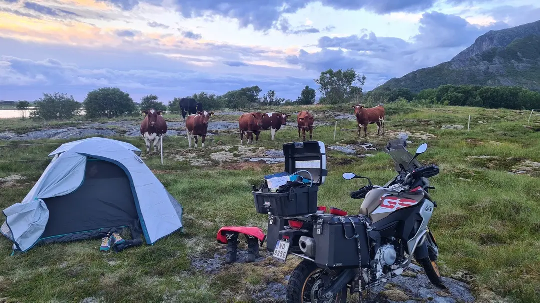 tent and cows in the background